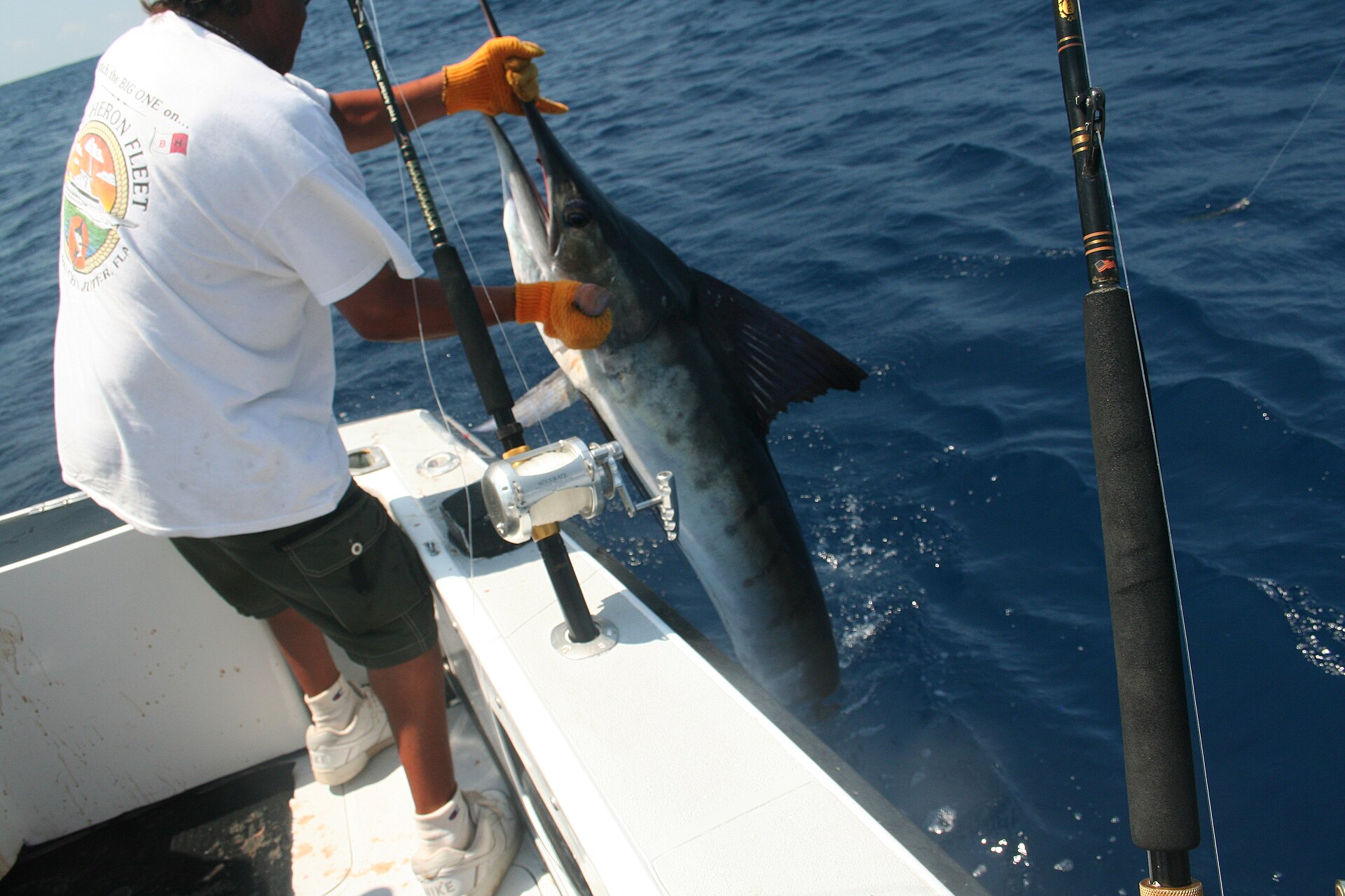 Marlin